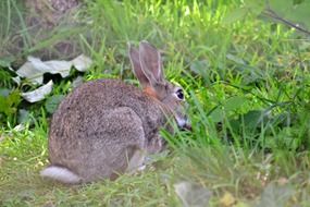wild grey rabbit