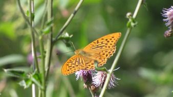 Orange butterfly on the plant