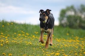 young dog on the wild meadow