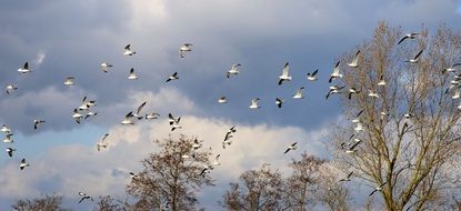 flock of birds in flight