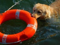 Dog swims with red Lifebelt