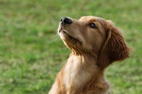 Portrait Dog Puppy
