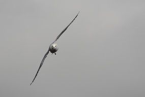 seagull with spread wings against the gray sky