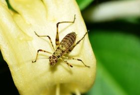 grasshopper on yellow flower close up