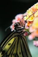 butterfly sits on a yellow flower close-up on blurred background