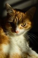 Orange Pet Feline