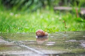 Snail at rainy day