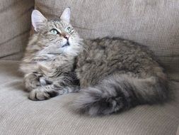 fluffy grey domestic cat