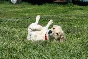 funny white dog playing on the grass