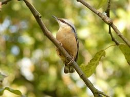 sitta europaea or coachman close-up on blurred background