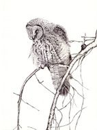 black and white graphic image of a bird in detail