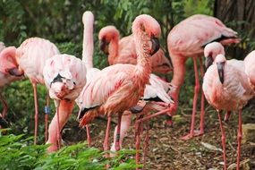flock of Pink Flamingo Birds