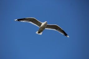 soaring seagull in the cloudless sky