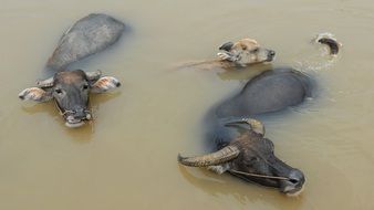 Buffaloes swim in a water