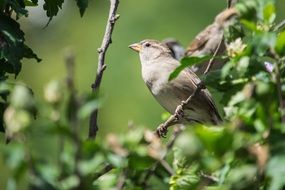 gray sparrow on a branch under the bright sun