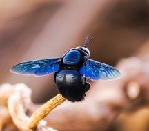 insect with bright blue wings close up