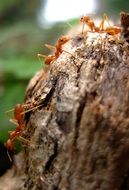 Red Insect Ants