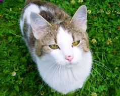 white-gray-brown kitten