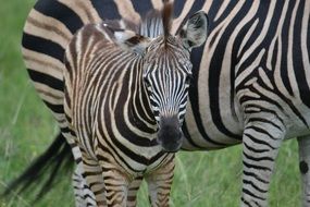 zebras in africa close-up on blurred background