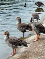beautiful and amazing Ducks on Pond