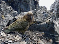 parrot on the mountain