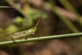 dragonfly on meadow grass