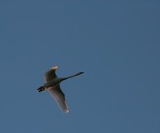 Swan with a wide wingspan in the blue sky