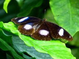 closeup view of tropical butterfly with white spots on the wings