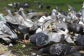 many city pigeons near feed