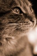 Black And White Cat face close