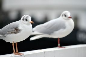 two seagulls on the parapet on the coast