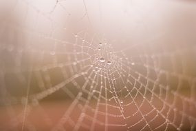 macro picture of Water drops on a Spider web