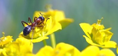 Ant and yellow flower