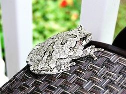 gray tree frog