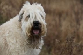 Wheaten Terrier Dog