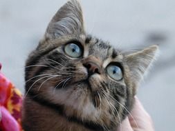 cat with curious sly eyes