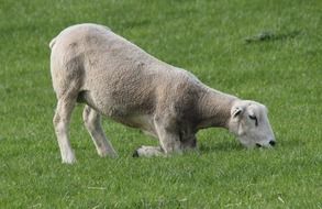 a sheep is grazed on a green meadow
