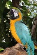 colorful tropical bird macaw