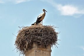 stork in the nest