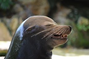 portrait of a happy sea lion