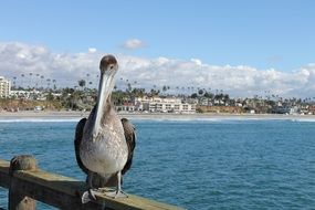 magnificent Pelican Seaside