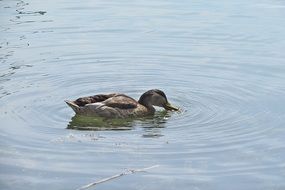 dabbling duck