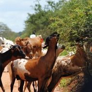 flock of brown domestic goats in nature