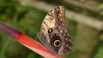 brown butterfly on the twig