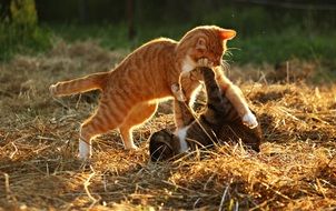 two frisky young cats