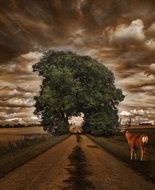 dramatic landscape over the grove