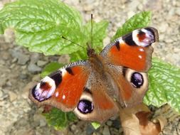 colorful peacock butterfly