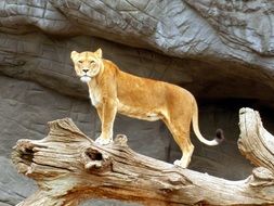 lioness on the snag