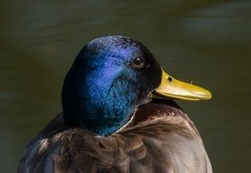 colorful duck