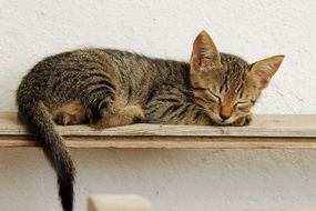 Sweet kitten is sleeping
